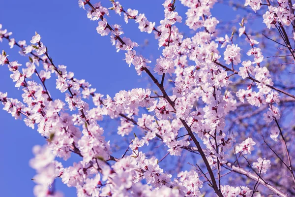 Branche de cerisier en fleurs avec des fleurs blanches . — Photo