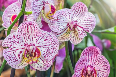 Tropikal botanik bahçesinde orkide çiçekleri.