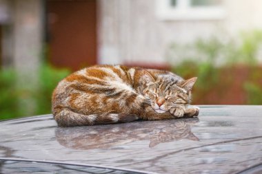 Arabanın üstünde uyuyan kedi.