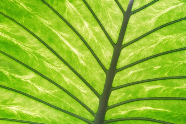 Blatttextur der frischen tropischen Pflanze. — Stockfoto