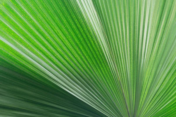 Leaf texture of the fresh tropical plant. — Stock Photo, Image