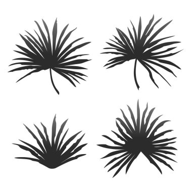 Beyaz arka plan üzerinde izole tropikal palmiye yaprakları kümesi. Vektör çizim.