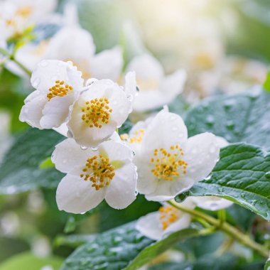Akşam saatlerinde beyaz çiçeklerle çiçek açan yasemin dalı.