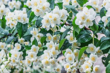 Akşam saatlerinde beyaz çiçeklerle çiçek açan yasemin dalı.