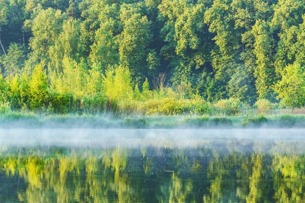 Alberi lungo il fiume all'alba nebbiosa ora legale . — Foto Stock