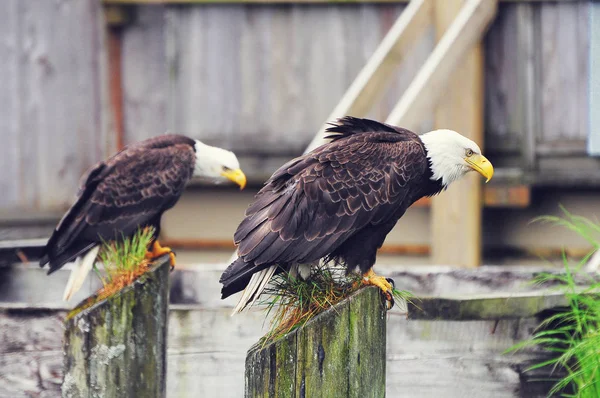 Bald eagles on the wooden fence background. — Stock Photo, Image