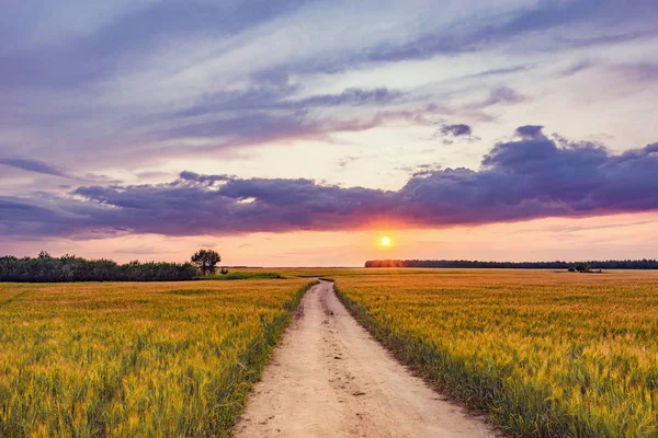 Gün batımı zaman çavdar ve yol ile alan.
