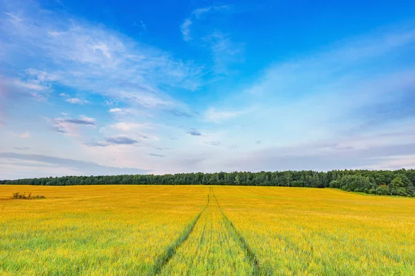 Campo con centeno y carretera al atardecer . —  Fotos de Stock