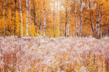 Gün çayırında Sonbahar Ormanı.