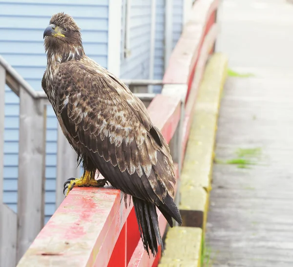 Águila se sienta junto a la casa de madera al atardecer . —  Fotos de Stock