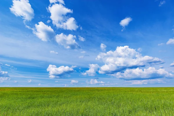 Grüne Wiese mit Roggen unter blauem Himmel zur Tageszeit. — Stockfoto