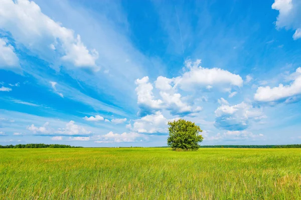 Grüne Wiese mit Roggen und einsamem Baum unter blauem Himmel. — Stockfoto