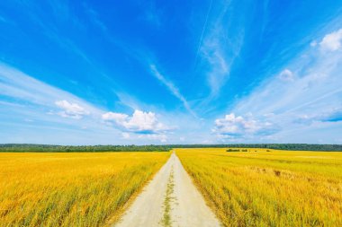 Sıcak gündüzça çavdar ve yol ile alan.