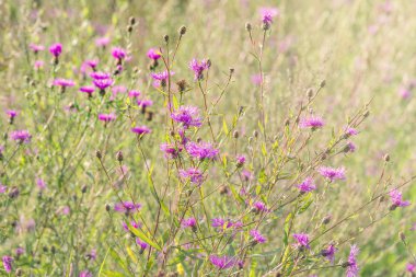Çayır günbatımı zaman mor çiçekler.