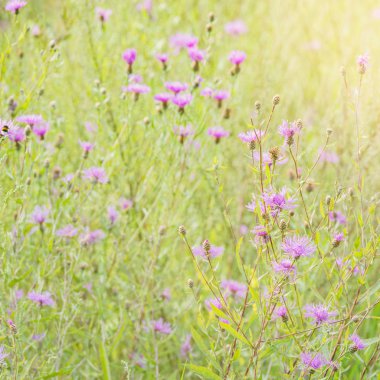 Çayır günbatımı zaman mor çiçekler.