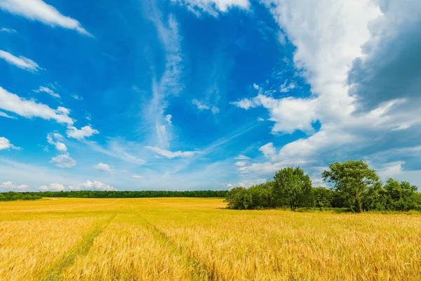 Feld s žita a stromy pod modrým nebem v denním čase. — Stock fotografie