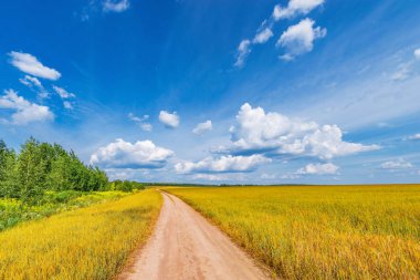 Gündüzça çavdar ve yol ile alan.