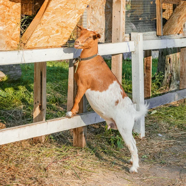 Ziege frisst Gras aus der Kaninchenvoliere. — Stockfoto