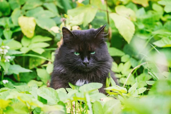 Сиденья черной кошки в зеленой траве . — стоковое фото