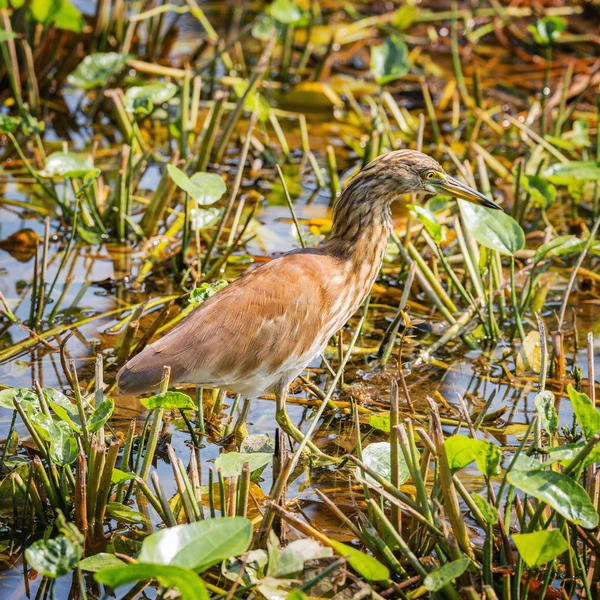 Garza pescando en las aguas bajas del pantano. Parque municipal. Shenzhen. China. . — Foto de Stock