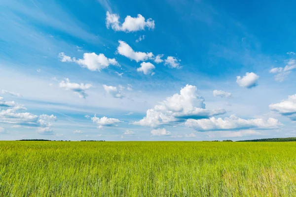 Campo verde con centeno bajo el cielo azul durante el día . —  Fotos de Stock