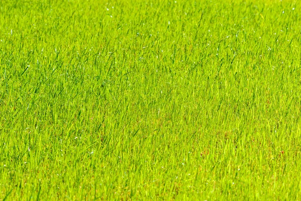 Hoog groen gras achtergrond op dag tijd. — Stockfoto