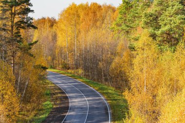 Sonbahar ormanın içinde boş yol görünümünü.