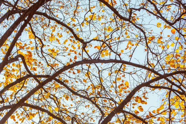 Ramos de árvores no parque de outono . — Fotografia de Stock