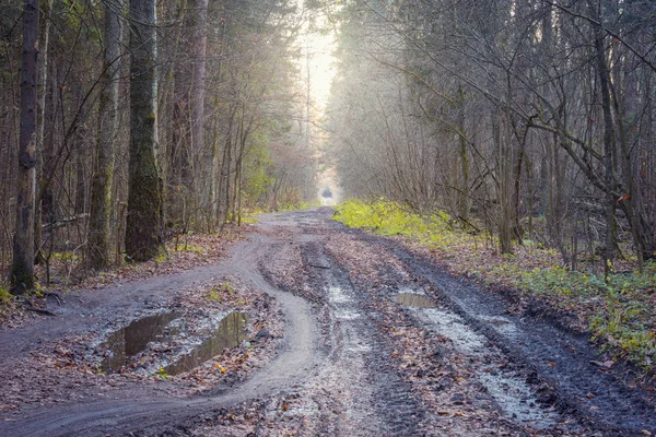 Dirty road in the autumn forest. — Stock Photo, Image