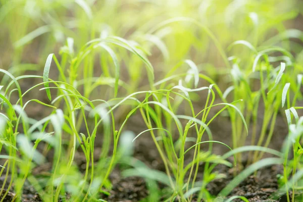 春の日没時に庭のディルの植物 — ストック写真