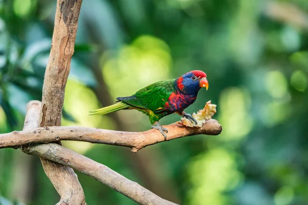 Colorful Parrot Tree Branch Tropical Forest — Stock Photo, Image