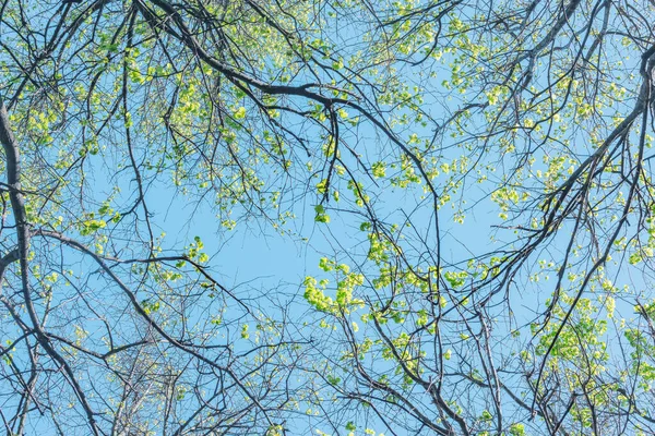 蓝天背景上绿树成荫 — 图库照片