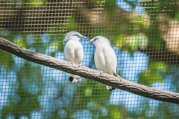 熱帯林の木の枝の鳥のペア — ストック写真