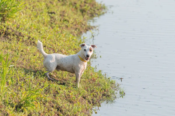 Jack Russel Terrier Chien se tient au bord du lac . — Photo