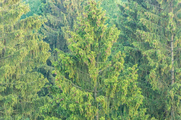 Лесные ели . — стоковое фото