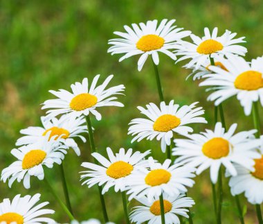 Çayırdaki güzel beyaz papatya çiçekleri.