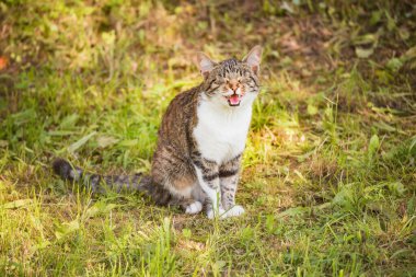 Kedi güneşli bir günde çimlerde oturur..