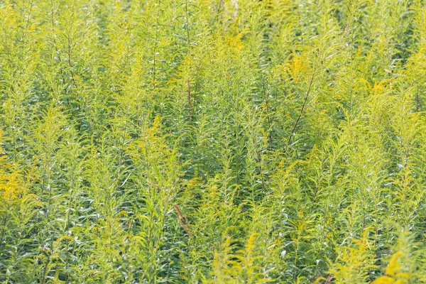 Wilde Bloemen Het Weitje Zomer — Stockfoto