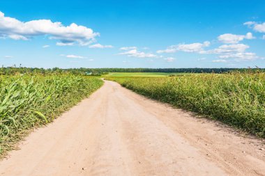 Güneşli yaz gününde mısır tarlalarının oradaki tozlu yolda..