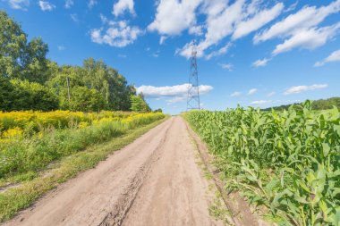 Mısır tarlasının oradaki tozlu yolda.
