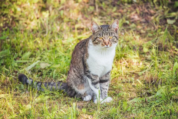 Güneşli Bir Günde Çayırdaki Kedi — Stok fotoğraf