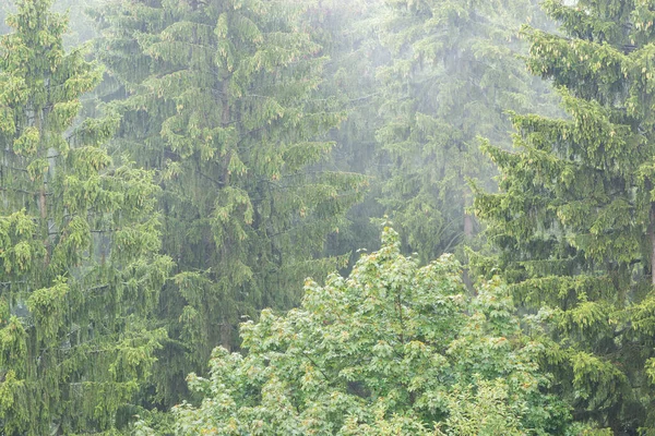 Αεροφωτογραφία Του Δάσους Βροχερή Καλοκαιρινή Μέρα — Φωτογραφία Αρχείου
