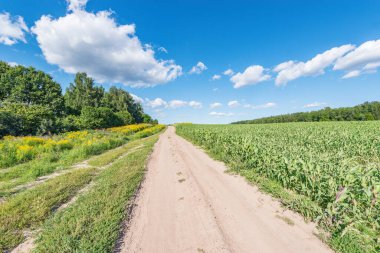 Yaz zamanı tarlanın yanındaki yol..
