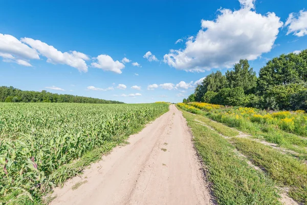 Yaz zamanı tarlanın yanındaki yol..