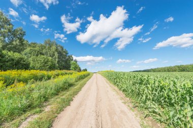 Yaz zamanı tarlanın yanındaki yol..