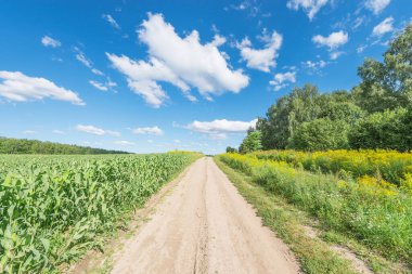 Yaz zamanı tarlanın yanındaki yol..