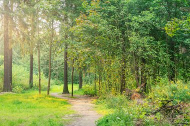 Yaz günbatımında ormanda yol.