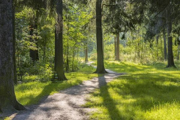 Caminho na floresta. — Fotografia de Stock