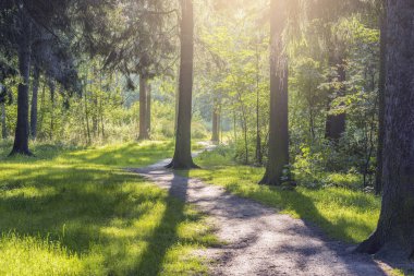 Yaz mevsiminde ormanda yol.