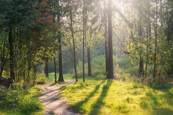 Pad Het Bos Tijdens Zomerdagen — Stockfoto